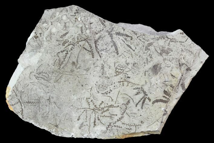 Plate Of Silurian Fossil Algae (Leveillites) - Estonia #102652